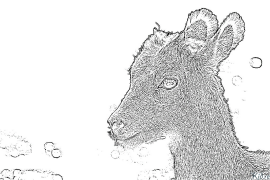 taliga Itulau Lanu Lolomi